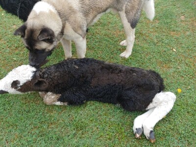 OPG Davor Balug Donji Kraljevec