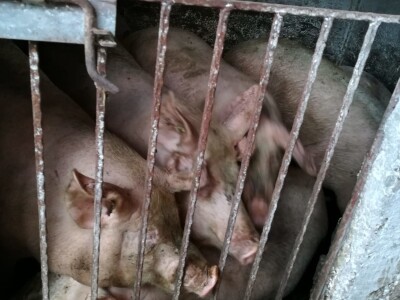 Širenjem  koronavirusa dalmatinci se okrenuli domaćoj "kašiki"