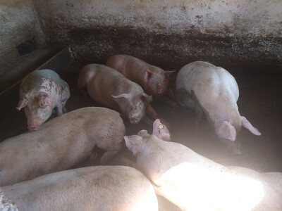 Širenjem  koronavirusa dalmatinci se okrenuli domaćoj "kašiki"