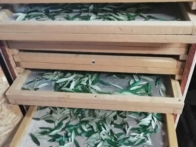 OPG DENIS BARIĆ - Poker odličja iz stoljetnog maslinika vridnog otočnog predsjednika