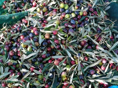 OPG DENIS BARIĆ - Poker odličja iz stoljetnog maslinika vridnog otočnog predsjednika