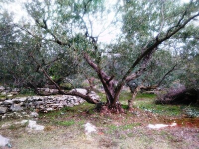 OPG DENIS BARIĆ - Poker odličja iz stoljetnog maslinika vridnog otočnog predsjednika