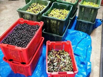 OPG DENIS BARIĆ - Poker odličja iz stoljetnog maslinika vridnog otočnog predsjednika