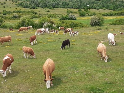 OPG Dimitrije Matić