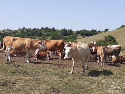 OPG Dimitrije Matić