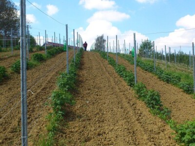 OPG VJERAN DOLENČIĆ