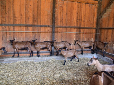 OPG Domagoja Zlatara u Goli