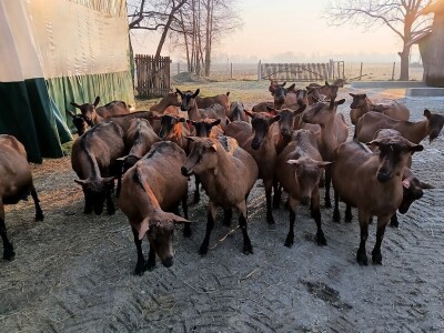 OPG Domagoja Zlatara u Goli
