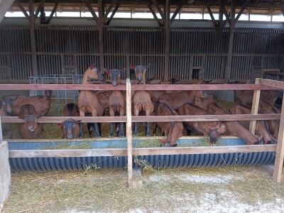 OPG Domagoja Zlatara u Goli