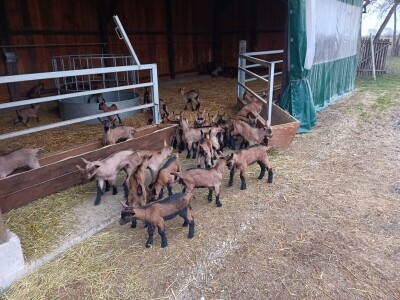 OPG Domagoja Zlatara u Goli