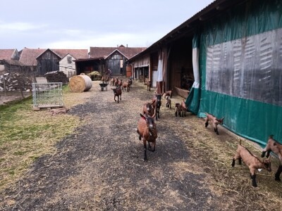 OPG Domagoja Zlatara u Goli