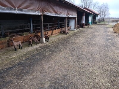 OPG Domagoja Zlatara u Goli