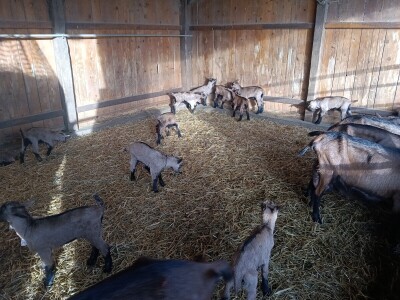 OPG Domagoja Zlatara u Goli