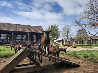 OPG Domagoja Zlatara u Goli