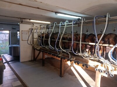 OPG Domagoja Zlatara u Goli