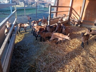 OPG Domagoja Zlatara u Goli