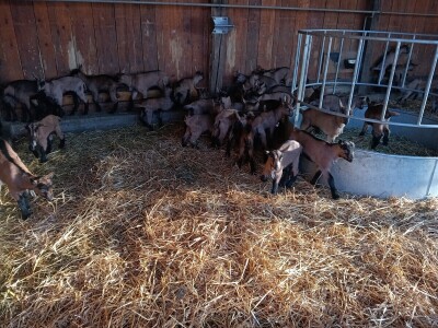 OPG Domagoja Zlatara u Goli