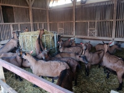 OPG Domagoja Zlatara u Goli