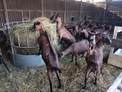 OPG Domagoja Zlatara u Goli