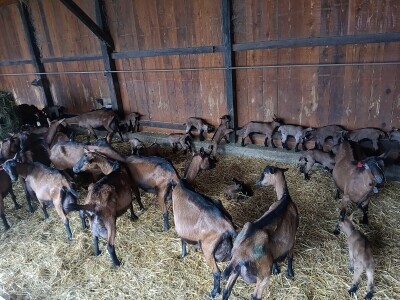 OPG Domagoja Zlatara u Goli