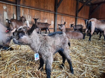 OPG Domagoja Zlatara u Goli