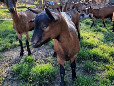 OPG Domagoja Zlatara u Goli