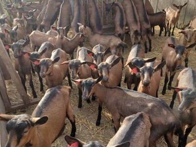 OPG Domagoja Zlatara u Goli