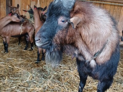 OPG Domagoja Zlatara u Goli