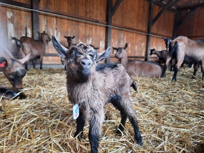 OPG Domagoja Zlatara u Goli