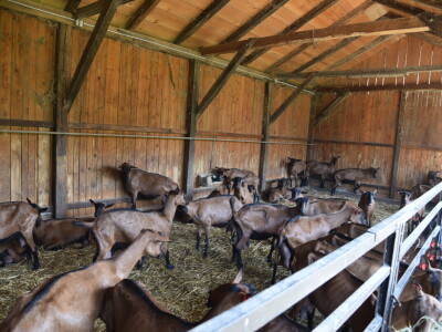 OPG Domagoja Zlatara u Goli