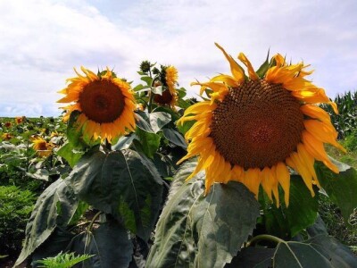 OPG Domjanić OPG Domjanić