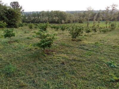 OPG Domjanić OPG Domjanić