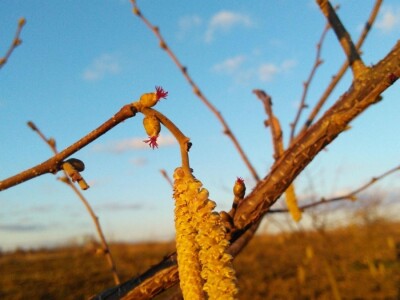 OPG Domjanić OPG Domjanić