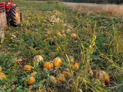 OPG Domjanić OPG Domjanić