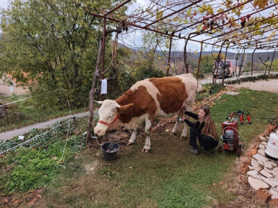 OPG Dorat iz Kladnjica