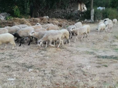 OPG Drača