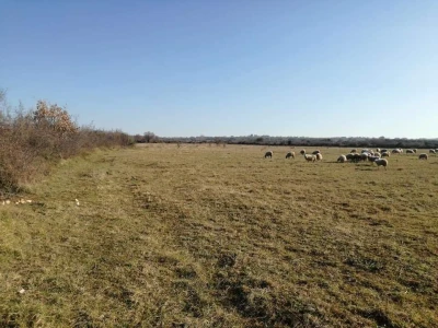 OPG Drača