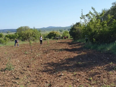 OPG Drača