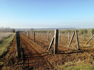 OPG Drača