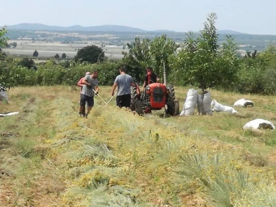 OPG Drača
