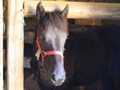 OPG Dragica Valenčić