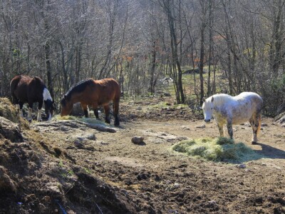 OPG Dragica Valenčić