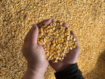 OPG Dražena Klarića, Poljinos