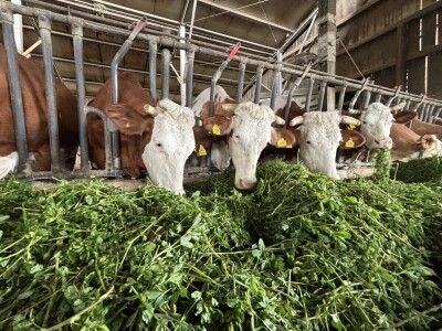 OPG Dražena Klarića, Poljinos