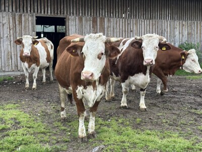 OPG Dražena Klarića, Poljinos