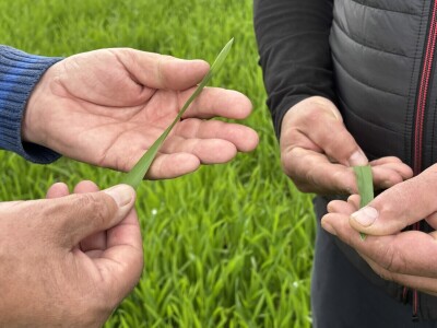 OPG Dražena Klarića, Poljinos