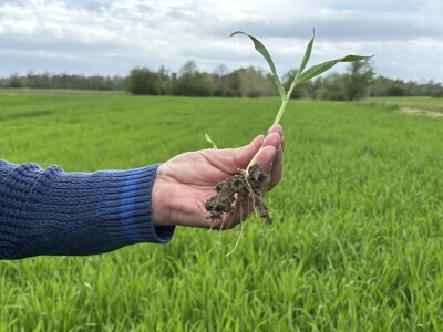 OPG Dražena Klarića, Poljinos