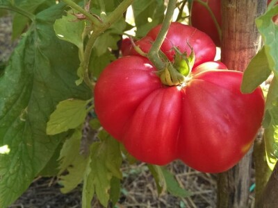 OPG Drempetić OPG Drempetić