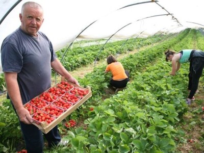 OPG Drempetić OPG Drempetić