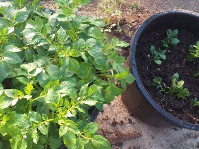 OPG Drozdek OPG Drozdek